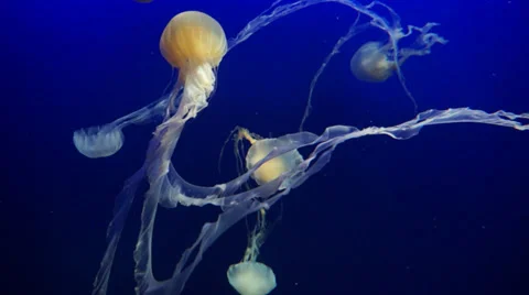 Jellyfish in aquarium Stock Footage 35649986