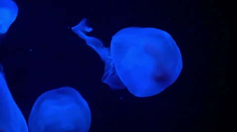 Jellyfish in an aquarium Stock Footage 36934150