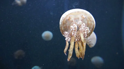Jellyfish in aquarium Stock Footage 38581230