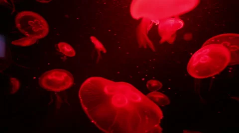 Jellyfish in aquarium Stock-Footage 41329402