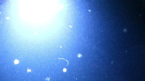 Jellyfish in an aquarium Stock Footage 62170656