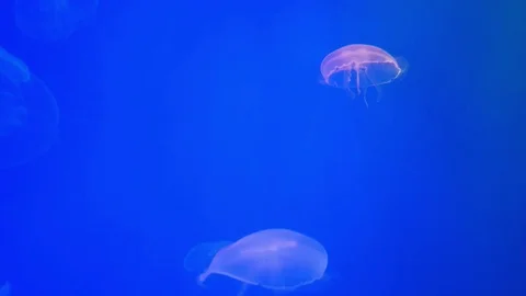 Jellyfish in the Aquarium Stock Footage 77073177