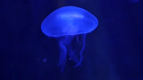 Jellyfish in aquarium Video stock 84021981