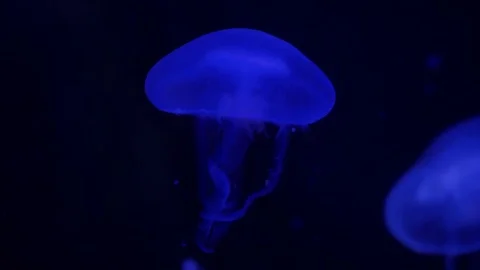 Jellyfish in aquarium. Video stock 85428686