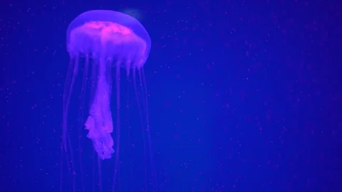 Jellyfish in aquarium. Stock Footage 89267755