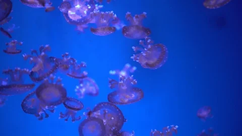 Jellyfish in aquarium. Video stock 89269509