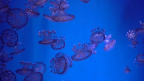 Jellyfish in aquarium. Stock Footage 90775752