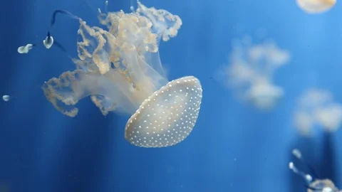Jellyfish in the aquarium 動画素材 100634859
