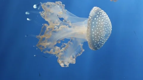 Jellyfish in the aquarium Stock Footage 100634862