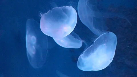 Jellyfish in the aquarium 動画素材 100634872