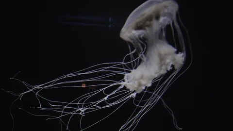 Jellyfish in the aquarium Stockbeeldmateriaal 125337694