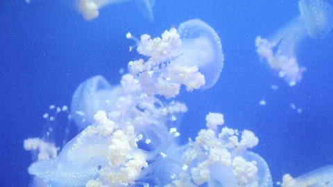 Jellyfish in Aquarium 動画素材 125862636