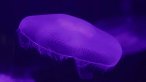 Jellyfish in aquarium Stock Footage 237445173
