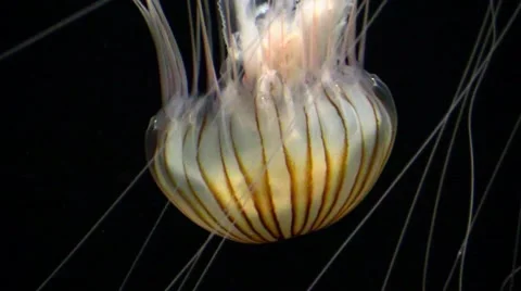 Jellyfish in Aquarium in Germany Stock Footage 42491570