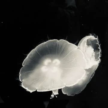 Jellyfish at the aquarium Stock Photos