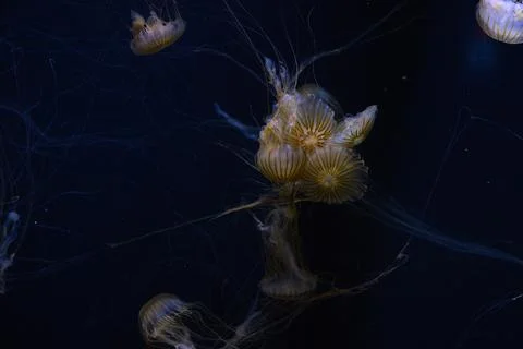 Jellyfish in an aquarium Stock Photos