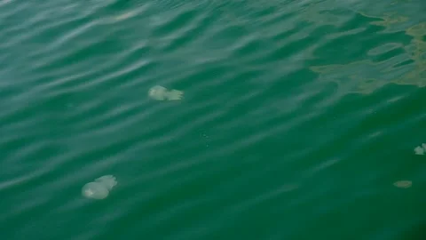 Jellyfish "Aurelia" Stock Footage 138715273