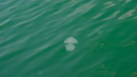 Jellyfish "Aurelia" Stock Footage 138715709