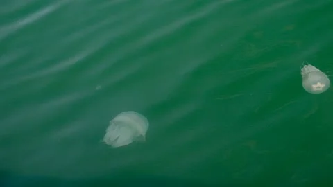Jellyfish "Aurelia" Stock Footage 138715896