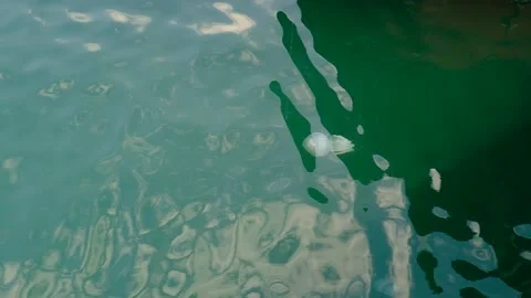 Jellyfish "Aurelia" Stock Footage 138716203