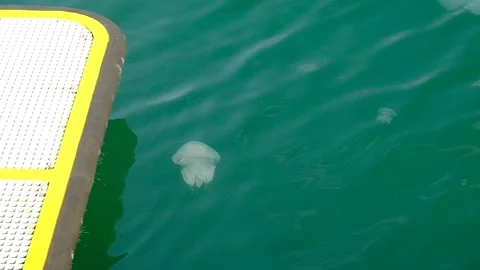 Jellyfish "Aurelia" Stock Footage 138716275
