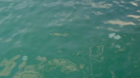 Jellyfish "Aurelia" Video stock 138716459