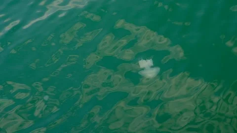 Jellyfish "Aurelia" Stock Footage 138716521