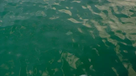 Jellyfish "Aurelia" Stock Footage 138717380