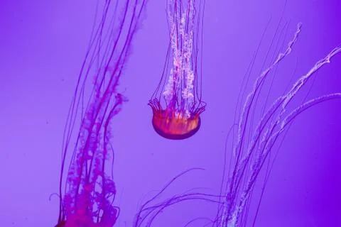 Jellyfish background Stock Photos