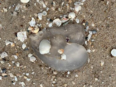 Jellyfish on the beach-1 Stock Photos