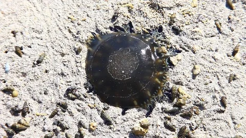 Jellyfish on beach in Florida Keys. Vidéo 79681251