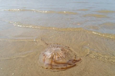 Jellyfish on beach Stock Photos