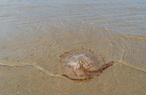 Jellyfish on beach Stock Photos