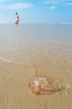 Jellyfish on beach Stock Photos