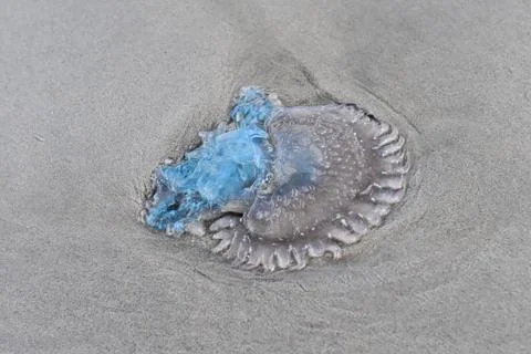 Jellyfish on the beach Stock Photos