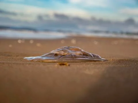 The jellyfish on the beach. Stock Photos