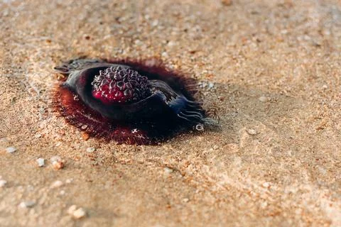 Jellyfish on the beach Foto stock