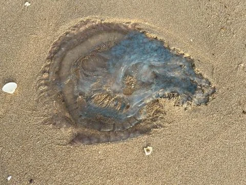 Jellyfish on the beach Stock Photos