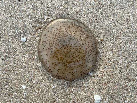 Jellyfish on the beach Stock Photos