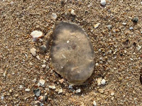 Jellyfish on the beach Stock Photos