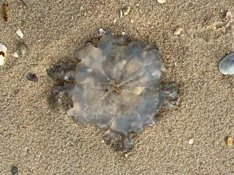 Jellyfish on the beach Stock Photos