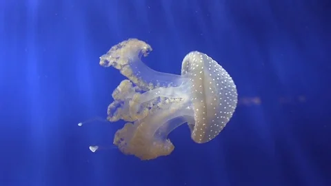Jellyfish in a beautiful light Stock Footage 71814135