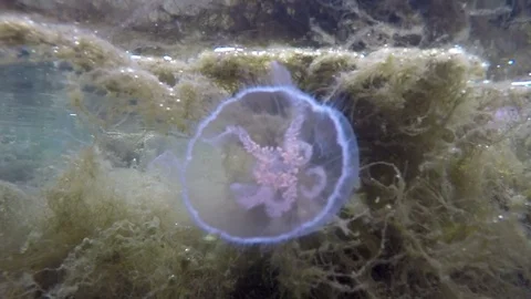 Jellyfish from behind Stockbeeldmateriaal 83859605