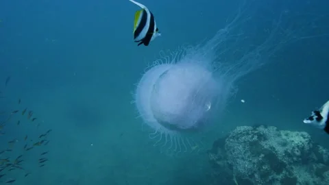 Jellyfish being attacked || Fish behaviour Stock-Footage 149964919