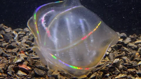 Jellyfish Beroe ovata, devouring Mnemiopsis leidy Stock Footage 280704154