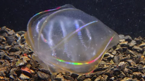 Jellyfish Beroe ovata, devouring Mnemiopsis leidy Stock Footage 280704327