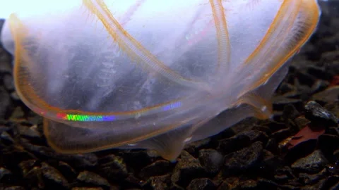 Jellyfish Beroe ovata, devouring Mnemiopsis leidy Stock Footage 280704470