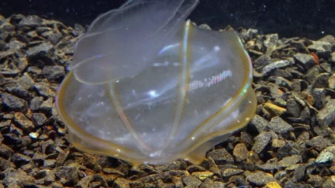 Jellyfish Beroe ovata, devouring Mnemiopsis leidy Stock Footage 280704518