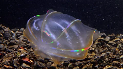 Jellyfish Beroe ovata, devouring Mnemiopsis leidy Stock Footage 280704541