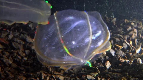 Jellyfish Beroe ovata, devouring Mnemiopsis leidy Stock Footage 280704794